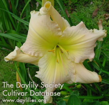 Daylily Driving through Des Moines